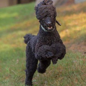 Meet your Posher, Lc